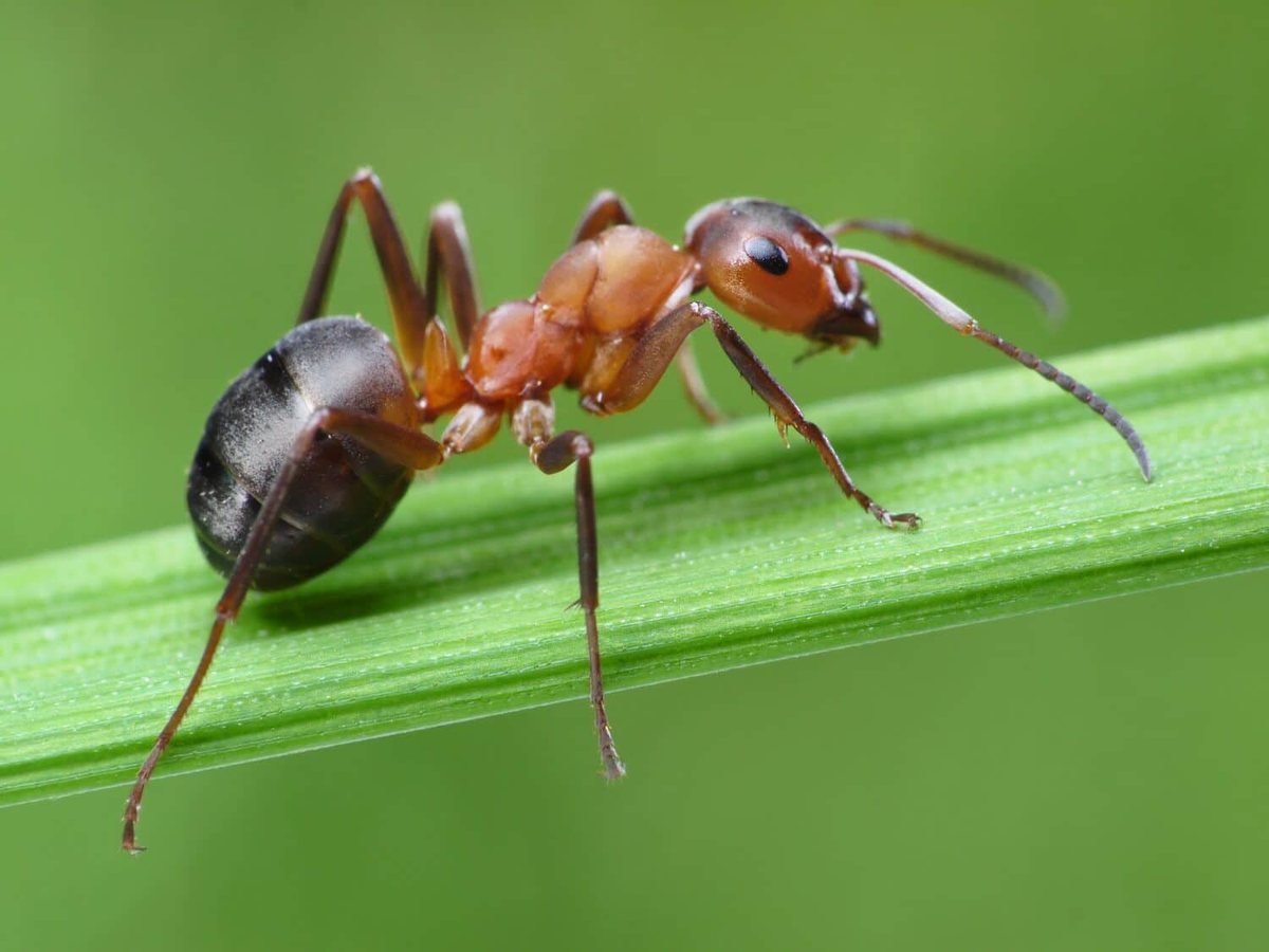 Fourmis : traitement à Clermont-Ferrand par Clermont Nuisibles