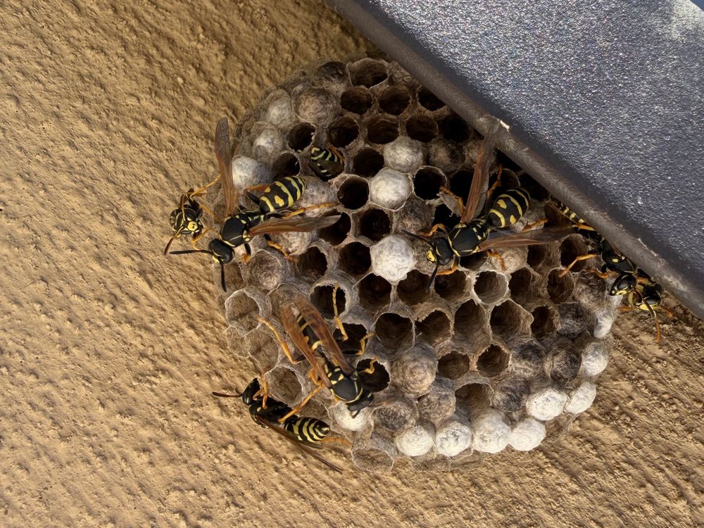 Intervention sur un nid de guêpes ou de frelons en toiture