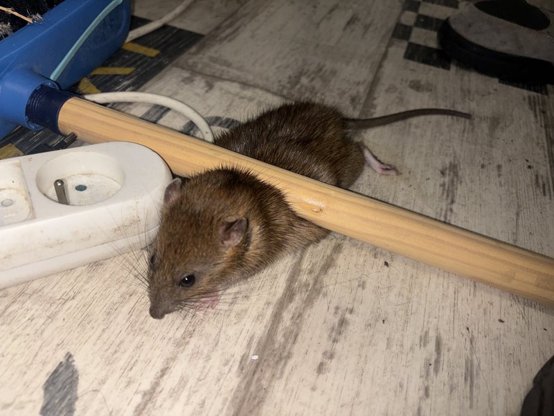 Rats à Clermont-Ferrand