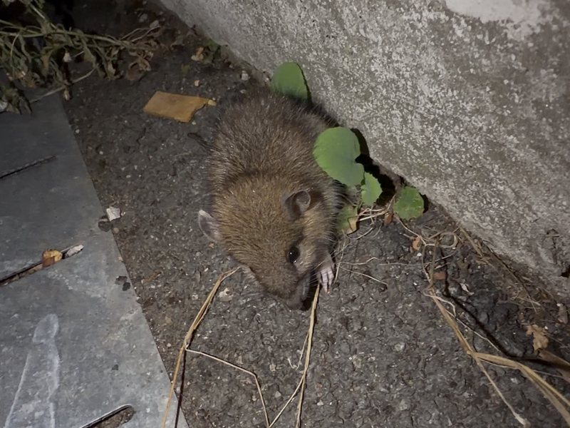 Souris à Clermont-Ferrand